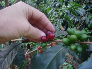 Montecristo Coffee beans