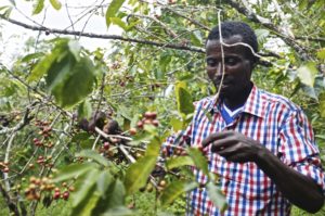 Етиопия бране на кафе на зърна