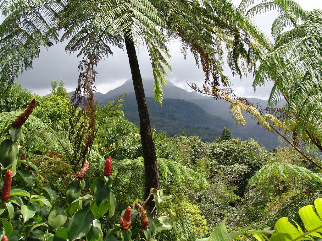 Папуа Нова Гвинея кафе плантация