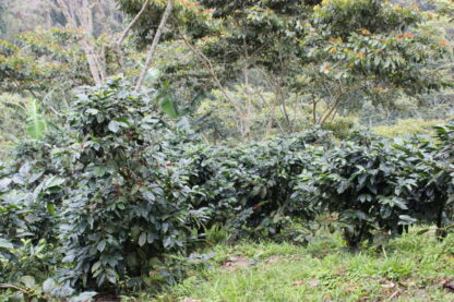 Кафе Никарагуа от ферма Финка Ел Боске